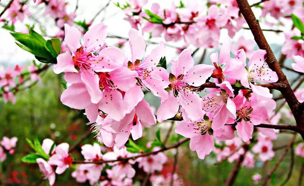 八字婚配，桃花知識(shí)_八字分析桃花_生辰八字桃花