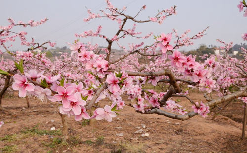 生辰八字算桃花