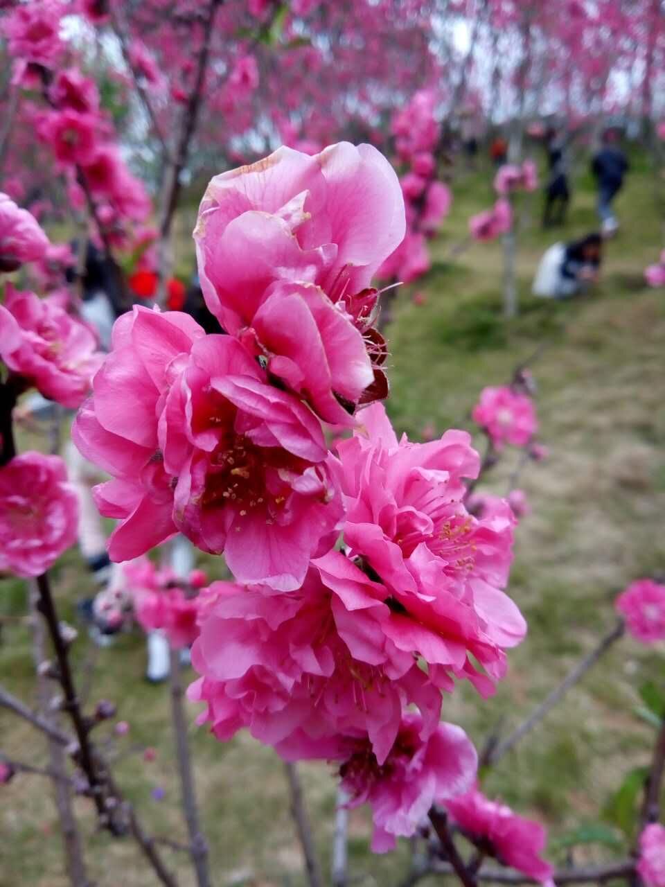 八字婚配，桃花知識_桃花八字_八字桃花種類