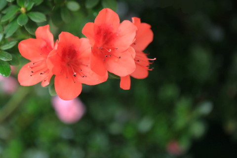 桑松木命的人適不適合養(yǎng)花 桑松木命的人養(yǎng)什么植物最佳